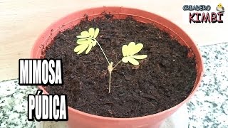 Mimosa Púdica Planta que se mueve o Mimosa sensitiva [upl. by Darce133]