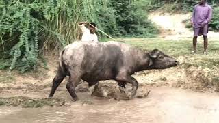 Bull fight video 2024  Bull fighting in forest  dangerous Bull fight  Bull fighting [upl. by Reifel]