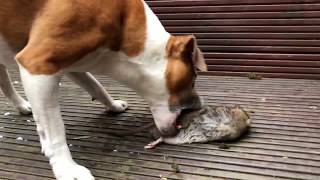 Dog kills HUGE rat in the garden  Emergency Pest Control Service in London  Environ Pest Control [upl. by Sidoon373]