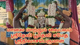 திருக்கல்யாண மாலை மாற்றும் வைபவம் shortsfeed shortvideo perumal lordvishnu devotional temple [upl. by Shaffer]