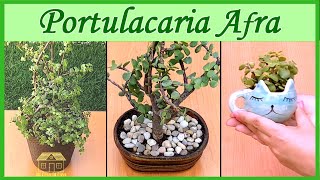 Portulacaria Afra o Arbol de la Abundancia Cuidados [upl. by Ipoillak736]