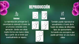 MicrobiologíaSaccharomycesCerevisiaeexplicacion [upl. by Esnahc123]