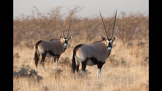 African Safari Virtual Field Trip [upl. by Letreece]