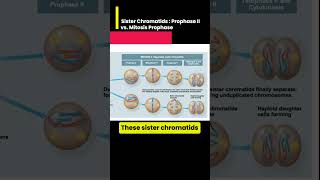 Sister Chromatids Prophase II vs Mitosis Prophase [upl. by Ainezey725]