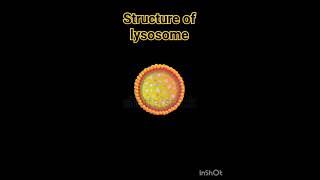 Structure of lysosome lysosomes structure  Lysosome Structure And Functions  Class 11 Biology [upl. by Imer193]