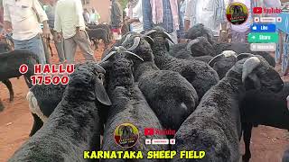 karnataka sheep field sheepmarket karnataka davangere sheepfarming shivamogga bagalakot [upl. by Aihcropal]