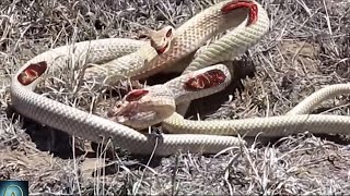 Watch these Snakes Fight to Death  Snake vs Snake [upl. by Aseuqram836]