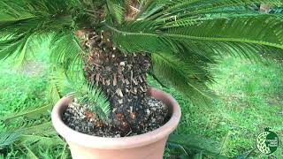 Cycas Revoluta Potatura [upl. by Azeel]