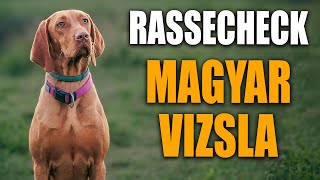 Magyar Vizsla Rassecheck  Rasseportrait Rassebeschreibung Informationen zur Rasse und Erziehung [upl. by Evanne391]