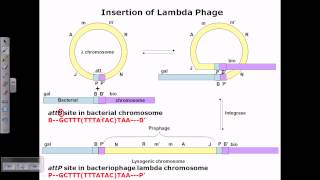 Lysogenic cycle of lambda phage [upl. by Antonie]