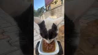 cat feeding at rc car cat catfeeding asmrcatfeeding cute feedinganimals catfeedingasmr [upl. by Kila]