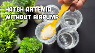 Brine Shrimp Hatching without air pump  Artemia hatching method without Airpump [upl. by Strenta]