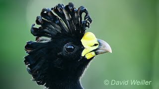 The Curly Crest of the Great Curassow [upl. by Barrington]