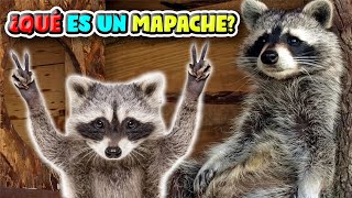 Lo que no sabías de los MAPACHES 🦝 Descubre al animal más astuto del bosque 🌳 ¡El Mapache [upl. by Hcnarb]