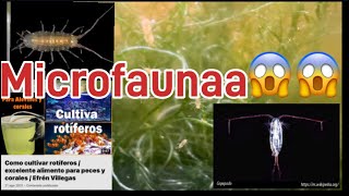 La microfauna e infauna del acuario que es Es buena o mala [upl. by Romeyn]