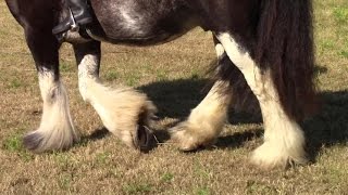 How To Wash Horses’ Hoofs And Their Feathered Legs The Easy Way [upl. by Weinberg814]