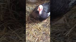 Broody Muscovy Duck [upl. by Ram]