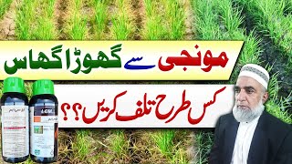 How to control Ghora ghaas Leptochloa chinensis from Rice crop  Crop Reformer [upl. by Nwhas123]