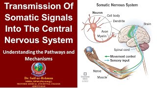 Transmission of somatic signals into the central nervous system [upl. by Barbara-Anne]