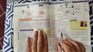 Human Endocrine Glands  Pituitary Gland  Coordination and Control Unit 12 Biology Grade 10 [upl. by Adniled]