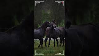 🔴Caballos PRE o Pura Raza Española 🔴 caballos DeCaballos [upl. by Nnor836]