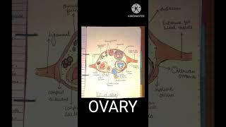 Ovary diagram biology bams youtubeshorts anatomy neet2025 science shorts eggformation [upl. by Cioffred865]