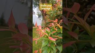 Syzygium myrtifolium redlip plant beautiful view viralvideo shortsfeed nature shorts yt [upl. by Elrem]