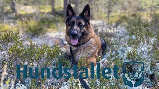 En dag på Hundstallet [upl. by Noteloc]