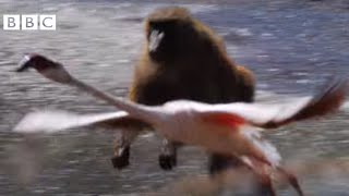 BABOON Vs FLAMINGOS  EARTHFLIGHT [upl. by Blumenfeld]