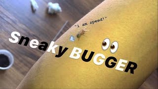 Unboxing SNEAKY little BOLTY baby TARANTULA  quotOnward to FREEDOM quot [upl. by Chrisse]