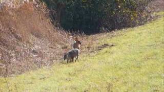 Muntjac Deerwmv [upl. by Euqinoj809]