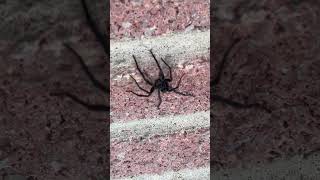 Deadly Recluse Spider Almost Got Me 😰😨😱 nature wildlife spider deadlyreclusespider shorts [upl. by Flosi]