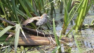 Vroege Vogels  De zomer van het kleinst waterhoen [upl. by Raymond373]