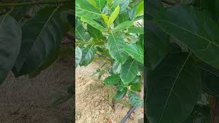 বারোমাসী কাঁঠালের গাছ ৪ মাস বয়সী। bangladesh jackfruit fruit gardening farming shorts [upl. by Eillat]