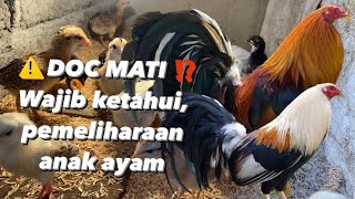 JANGAN KLIK VIDIO INI ‼️ anak ayam [upl. by Putnam130]