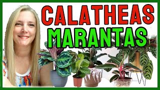 🍂Marantas y Calatheas  Cómo cuidar marantas y calatheas VeronicaCampaniniPlantas​ [upl. by Cagle]