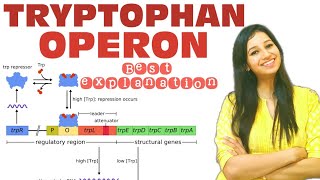 TRYPTOPHAN OPERON Easiest ExplanationMolecular BiologyTRP operonCsirnetgateiitjammscbscphd [upl. by Sykleb]