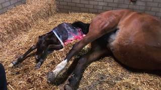 Jessica Mol  ZieZo  Geboorte Veulen quotOlympic Dreamquot  Horse giving birth  long version [upl. by Anerat]