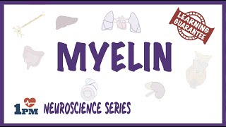 Myelin  Neuroscience series [upl. by Cinelli]