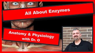 All About Enzymes Anatomy and Physiology [upl. by Estelle]