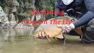 Fly Fishing  Carp On The Fly 잉어 플라이 낚시 [upl. by Ahsiem]