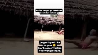 Kasian Banget Kakeknya Di Sruduk Sruduk Kambing shorts lucu funny comedy [upl. by Aedni]