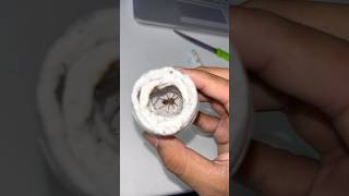 🕷️ Baby tarantula setup telugu guntakal ytshortsindia viralshorts trendingshorts pets vlog [upl. by Audris]