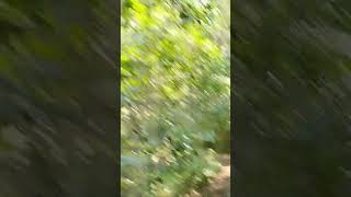 forest naturalbeuty srilanka vlog kanneliya protectnature [upl. by Gaelan]