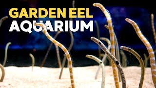 Garden Eel Tank  Takashi Amano Tanks  Sumida Aquarium Tokyo Skytree [upl. by Bohlen682]