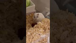 When I Secretly Filmed My Hamster Grooming He Caught Me shorts hamster [upl. by Macnair]