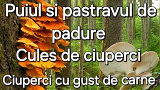 Puiul de padure  Ciuperca cu gust de carneCules de ciuperci și rețete [upl. by Vasilek]