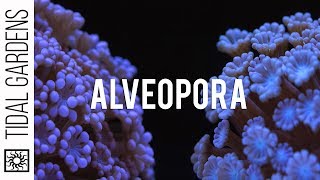 Alveopora  The Other Flower Pot Coral [upl. by Olraced]