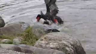 Two Muscovy Ducks Fighting [upl. by Kingsley]