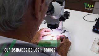 Curiosidades de los hibridos  TvAgro por Juan Gonzalo Angel Restrepo [upl. by Reinal]